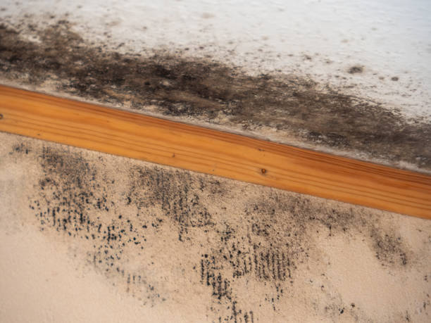 Best Comprehensive Air Testing for Mold Contaminants  in Veneta, OR