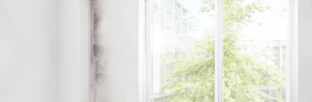 Best Dehumidification Services  in Veneta, OR