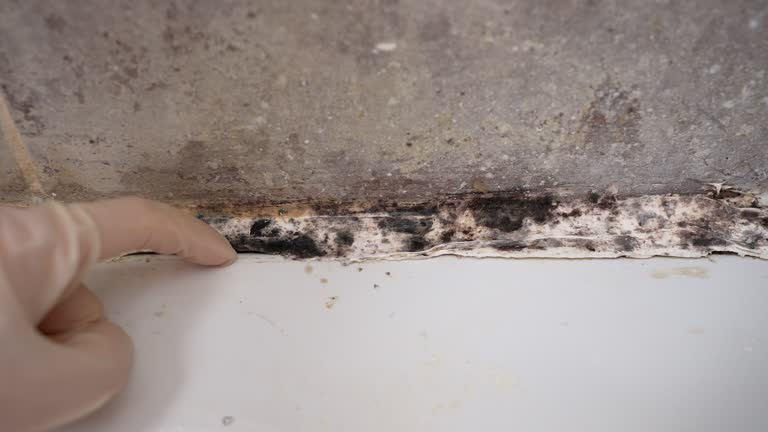 Mold Removal for HVAC Installations in Veneta, OR