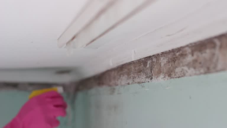 Trusted Veneta, OR Mold Removal Experts